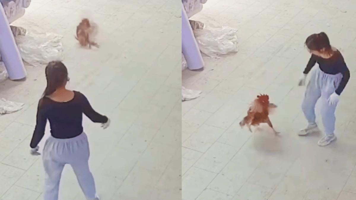 viral-video-woman-ruthlessly-hits-and-smashes-rooster-on-street-side-furious-internet-wants-justice